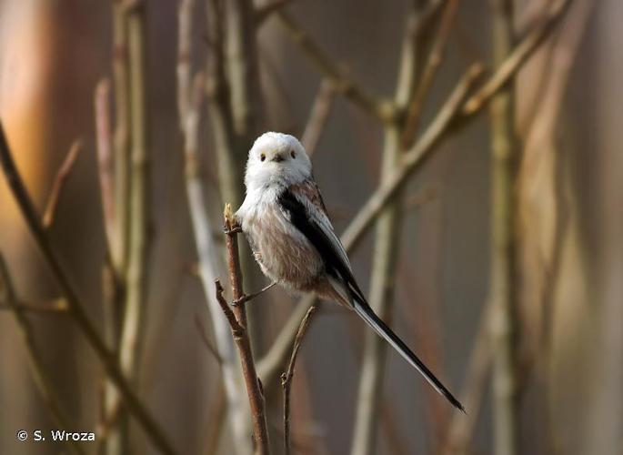 <i>Aegithalos caudatus</i> (Linnaeus, 1758) © S. Wroza