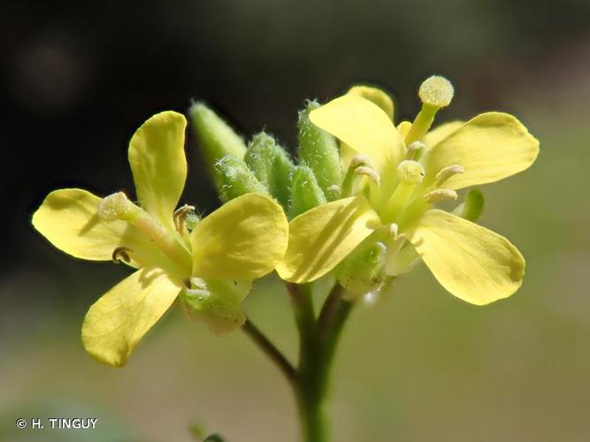 <i>Sisymbrium irio</i> L., 1753 © H. TINGUY