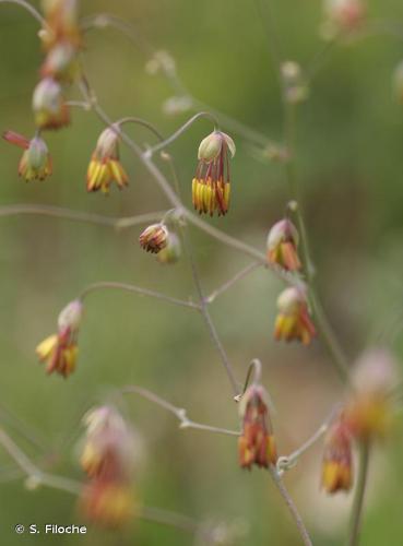 <i>Thalictrum minus</i> L., 1753 © S. Filoche