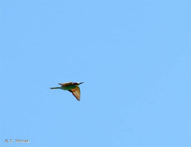 <i>Merops apiaster</i> Linnaeus, 1758 © S. Wroza