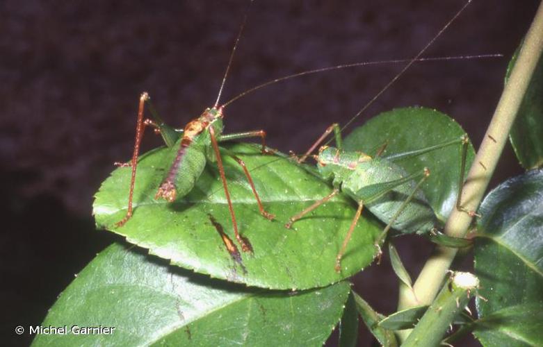 <i>Leptophyes punctatissima</i> (Bosc, 1792) © Michel Garnier