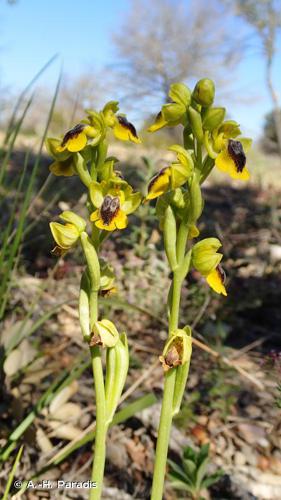 <i>Ophrys lutea</i> Cav., 1793 © A.-H. Paradis