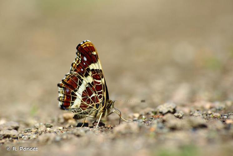 <i>Araschnia levana</i> (Linnaeus, 1758) © R. Poncet