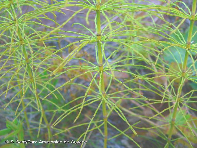 <i>Equisetum pratense</i> Ehrh., 1784 © S. Sant/Parc Amazonien de Guyane