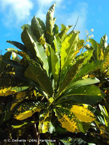 <i>Codiaeum variegatum</i> (L.) Rumph. ex A.Juss., 1824 © C. Delnatte - DEAL Martinique