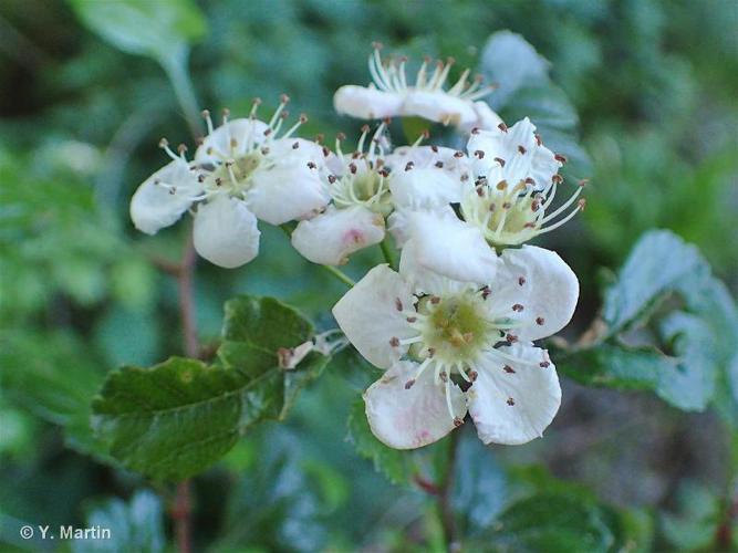 <i>Crataegus laevigata</i> (Poir.) DC., 1825 © 