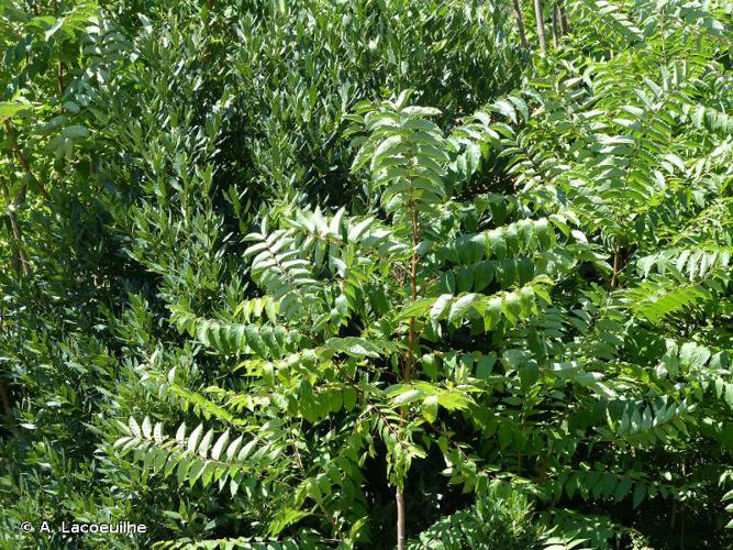 <i>Ailanthus altissima</i> (Mill.) Swingle, 1916 © A. Lacoeuilhe