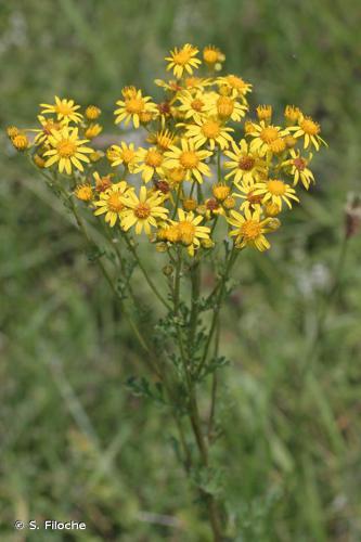 <i>Jacobaea erucifolia</i> (L.) G.Gaertn., B.Mey. & Scherb., 1801 © S. Filoche