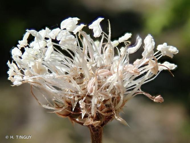 <i>Plantago argentea</i> Chaix, 1785 © H. TINGUY