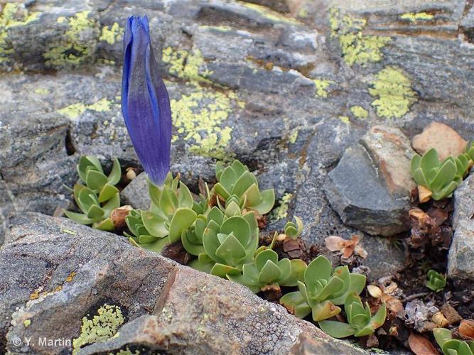 <i>Gentiana alpina</i> Vill., 1779 © 