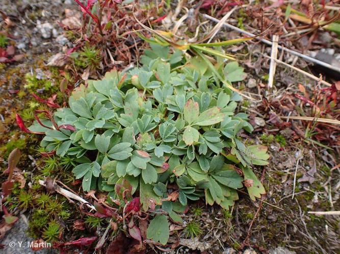 <i>Sibbaldia procumbens</i> L., 1753 © 