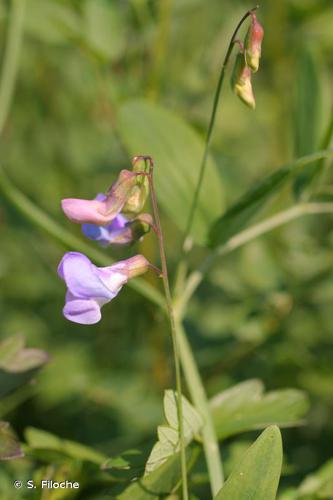 <i>Lathyrus palustris</i> L., 1753 © S. Filoche