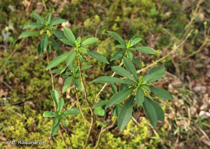 <i>Daphne laureola</i> L., 1753 © O. Roquinarc'h