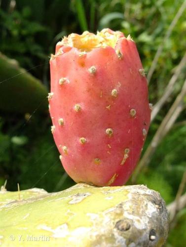 <i>Opuntia ficus-indica</i> (L.) Mill., 1768 © 