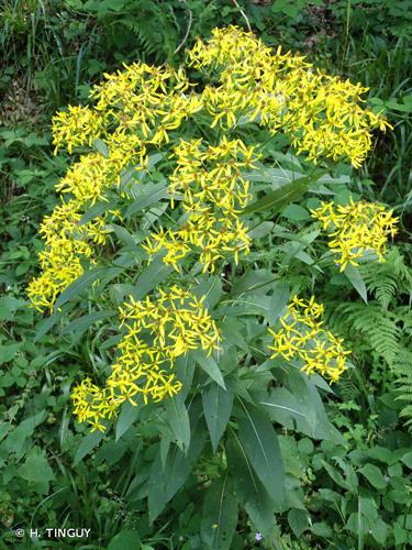 <i>Senecio ovatus</i> (G.Gaertn., B.Mey. & Scherb.) Willd., 1803 © H. TINGUY