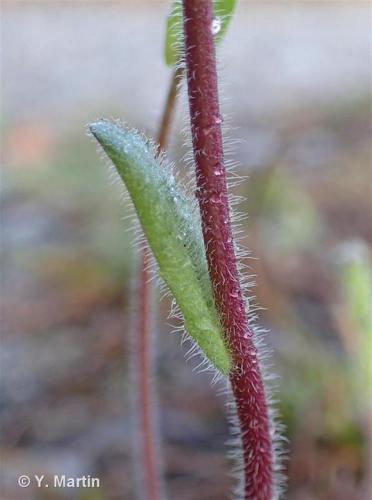 <i>Arabis ciliata</i> Clairv., 1811 © 