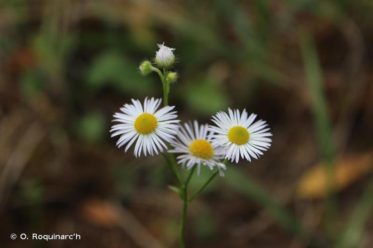 <i>Erigeron annuus</i> (L.) Desf., 1804 © O. Roquinarc'h