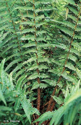 <i>Dryopteris affinis</i> (Lowe) Fraser-Jenk., 1979 © S. Filoche