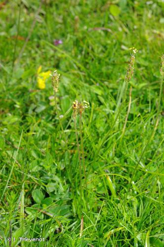 <i>Plantago alpina</i> L., 1753 © J. Thevenot