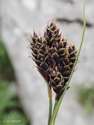 <i>Carex parviflora</i> Host, 1801 © H. TINGUY