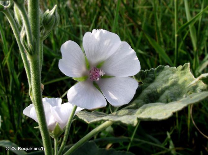 <i>Althaea officinalis</i> L., 1753 © O. Roquinarc'h