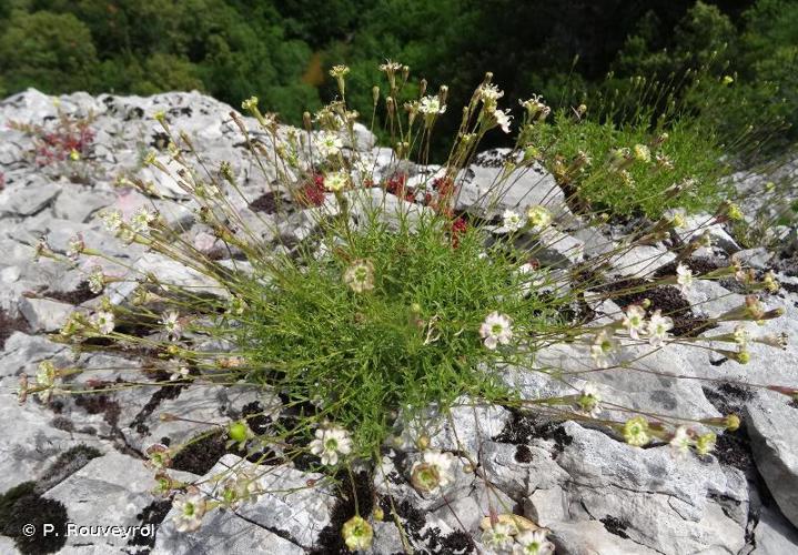 <i>Silene saxifraga</i> L., 1753 © P. Rouveyrol