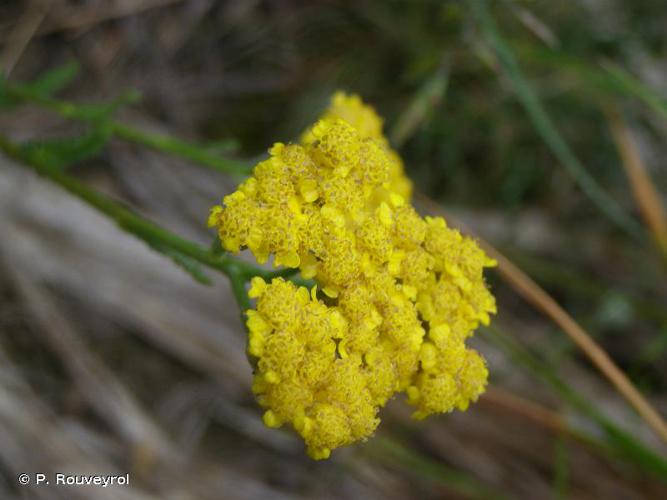 <i>Achillea tomentosa</i> L., 1753 © P. Rouveyrol