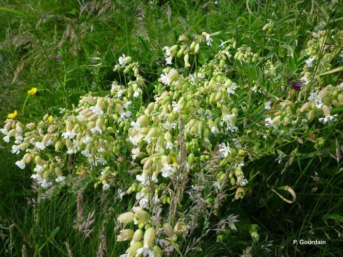 <i>Silene vulgaris</i> (Moench) Garcke, 1869 © P. Gourdain