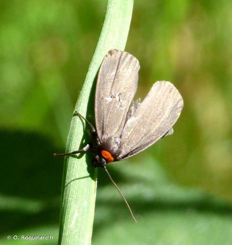 <i>Atolmis rubricollis</i> (Linnaeus, 1758) © O. Roquinarc'h