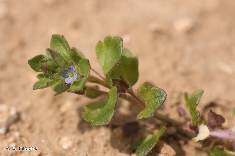 <i>Veronica hederifolia</i> L., 1753 © S. Filoche