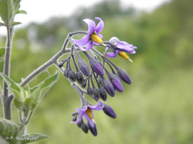 <i>Solanum dulcamara</i> L., 1753 © P. Rouveyrol