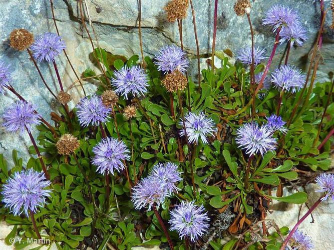 <i>Globularia cordifolia</i> L., 1753 © 