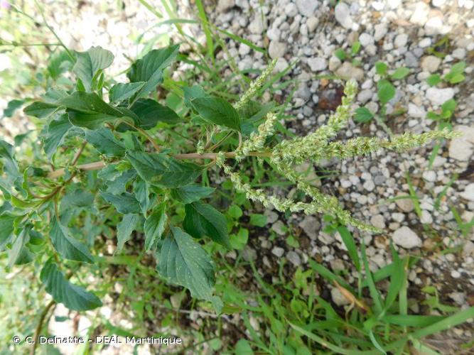 <i>Amaranthus spinosus</i> L., 1753 © C. Delnatte - DEAL Martinique