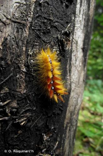 <i>Acronicta aceris</i> (Linnaeus, 1758) © O. Roquinarc'h