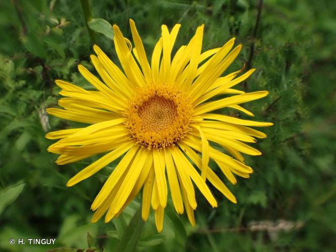 <i>Inula salicina</i> L., 1753 © H. TINGUY