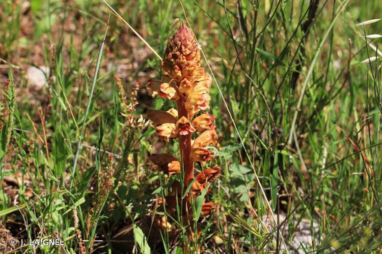 <i>Orobanche rapum-genistae</i> Thuill., 1799 © J. LAIGNEL