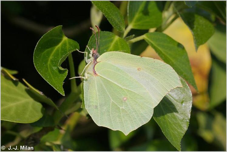 <i>Gonepteryx rhamni</i> (Linnaeus, 1758) &copy; 
