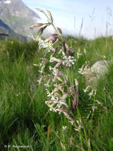 <i>Silene nutans</i> L., 1753 © P. Rouveyrol