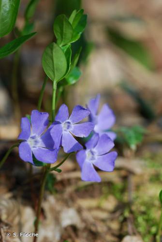 <i>Vinca minor</i> L., 1753 © S. Filoche