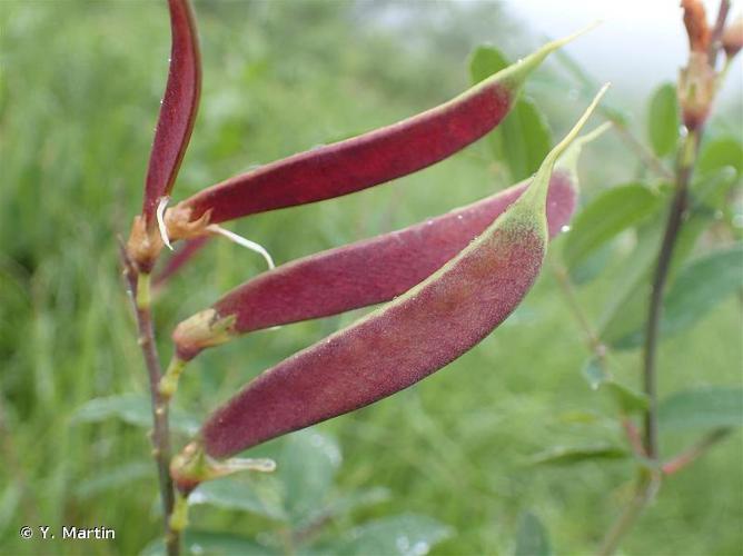 <i>Lathyrus ochraceus</i> Kitt., 1844 © Y. Martin