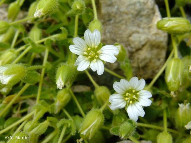 <i>Cerastium pedunculatum</i> Gaudin, 1828 © 