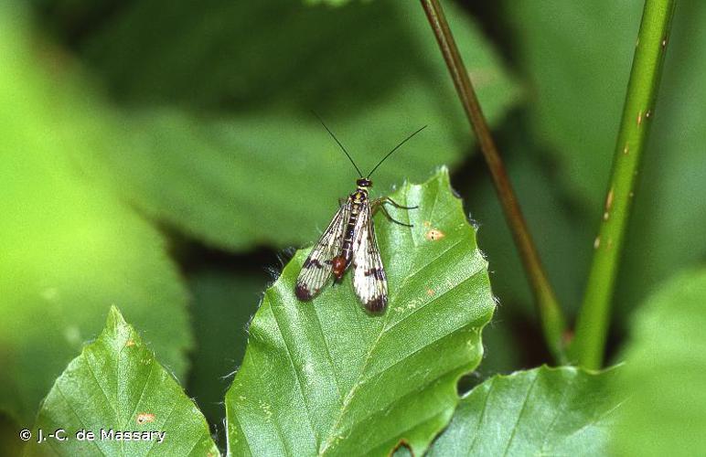 <i>Panorpa communis</i> Linnaeus, 1758 © J.-C. de Massary