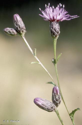 <i>Serratula tinctoria</i> L., 1753 © S. Filoche