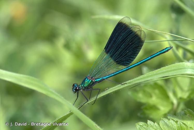 <i>Calopteryx splendens</i> (Harris, 1780) © J. David - Bretagne Vivante