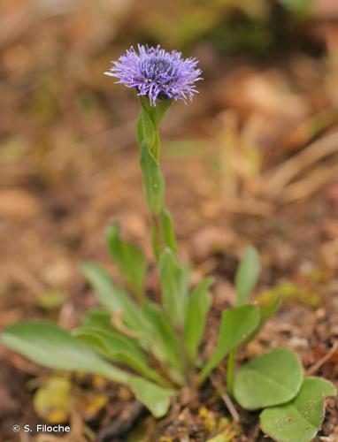 <i>Globularia vulgaris</i> L., 1753 © S. Filoche